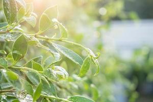 gotas de lluvia sobre hojas de plantas verdes y luz solar foto