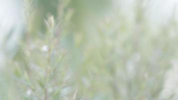 Natural green leaf in the garden photo