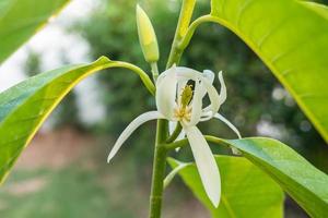 White Champaka blooming photo