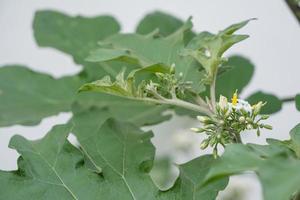 Eggplant flowers and green leaf photo