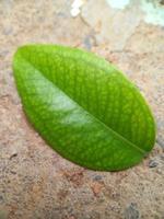 A sheet of Jaboticaba leaf is on the ground. Close-up of a green leaf photo