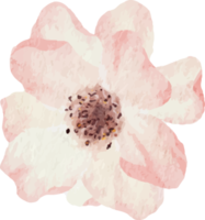 acquerello fioritura rosa ramo fiore mazzo elementi png