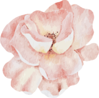 aquarell blühende rosenzweig blumenstrauß elemente png