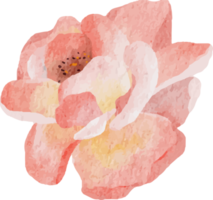 watercolor blooming rose branch flower bouquet elements png