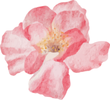 acuarela flor rosa rama flor ramo elementos png