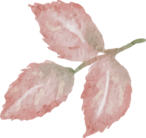 acquerello fioritura rosa ramo fiore mazzo elementi png