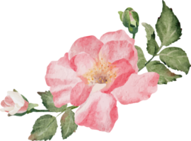 ramo de flores de rama de rosa floreciente acuarela png