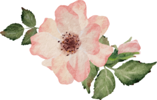 ramo de flores de rama de rosa floreciente acuarela png
