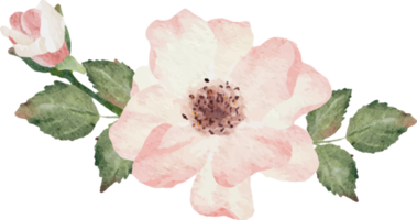 aquarelle épanouissement branche de rose bouquet de fleurs png