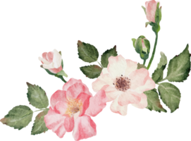 acquerello fioritura rosa ramo fiore mazzo png