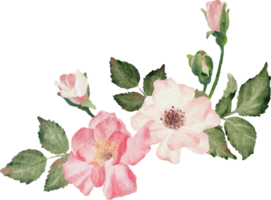 watercolor blooming rose branch flower bouquet png