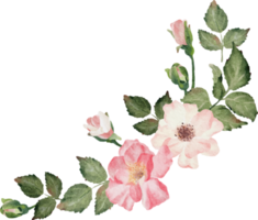 aquarelle épanouissement branche de rose bouquet de fleurs