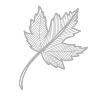 Strichzeichnungen Blumen und Blätter png