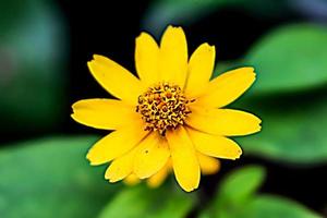 yellow flower with blur background texture photo