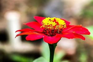 red flower with blur background texture