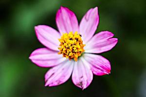 pink flower with blur background texture