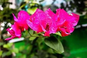 pink flower with blur background texture photo