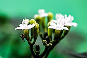 white flower with blur background texture photo