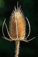 thistle flower close up with dark  background photo