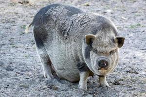 el cerdo barrigudo tiene hambre y curiosidad foto