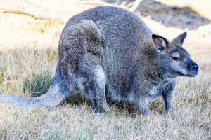 Macropus rufogriseus Bennett kangaroo bouncing in the sun photo