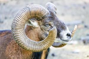 retrato de oveja muflón con cuernos foto