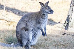 macropus rufogriseus bennett canguro rebotando al sol foto