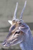 young deer looking surprise photo