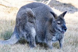 Macropus rufogriseus Bennett kangaroo bouncing in the sun photo
