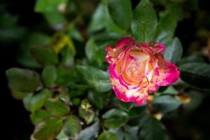 flor rosa en el jardin foto