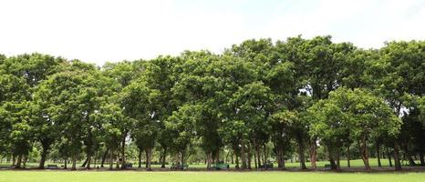 park tree in nature green and Lawn background,  in garden summer outdoor. photo