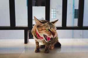 gato naranja muy enojado y feroz, tailandia, de cerca, mostrando los dientes foto