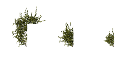 Beautiful green ivy with transparent background png