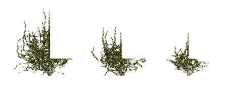 mooi groen klimop met transparant achtergrond png