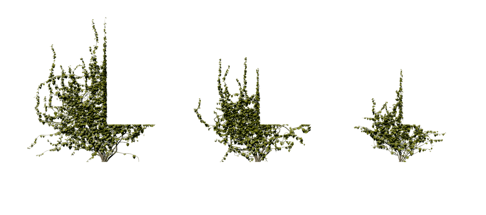 Moss PNGs for Free Download