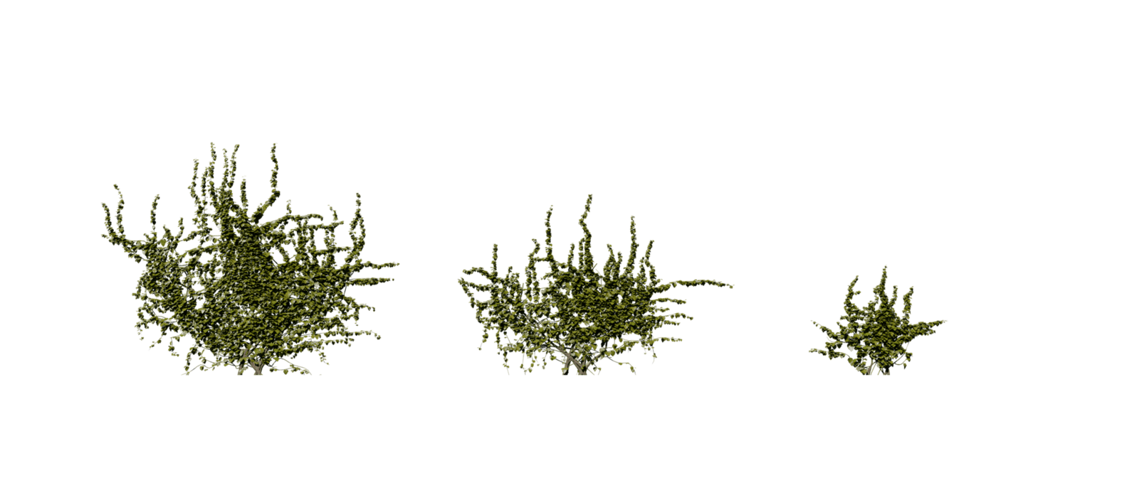 Moss PNG Free Images with Transparent Background - (46 Free Downloads)