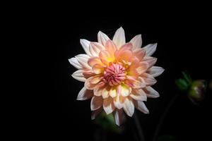 beautiful dahlia flower photo