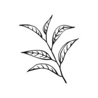 Green tea leaf. Floral branch organic hand drawn vector illustration.