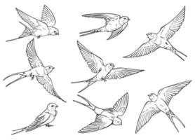 Set of flying swallow. Hand drawn illustration converted to vector. vector