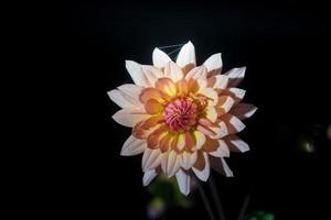 beautiful dahlia flower photo