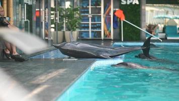 golfinho ao lado da piscina obedece ao treinador e rola e depois desliza de volta para a água video