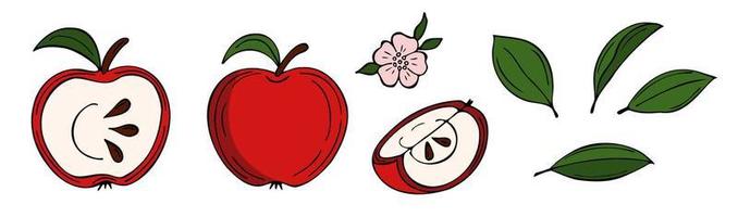 conjunto de manzana roja en rodajas, flor, hojas en blanco vector