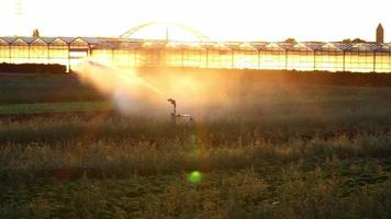 sistema de irrigação agrícola é necessário devido ao verão quente e à seca causada pelas mudanças climáticas ameaçam a agricultura e a indústria agrícola com tempo seco e sem chuvas inflacionam os preços das colheitas video