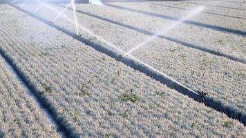 agricolo irrigazione sistema è necessario dovuto per caldo estate e siccità causato di clima modificare minaccia agricoltura e agricoltura industria con asciutto tempo metereologico e no pioggia gonfiare Ritaglia prezzi raccogliere video