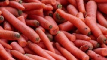 Many carrots on organic carrots heap as organic animal feedstuff and healthy fodder for cows and cattle for vegetarian nutrition with vitamins harvested from farmer as delicious salad or horse carrots video