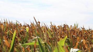 Dry corn field in drought period and extreme heat period shows global warming and climate change with crop shortfall and crop failures causing hunger and inflation as water shortage and arid climate video