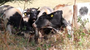 Thirsty cows on dry land in drought and extreme heat period burns the brown grass due to water shortage as heat catastrophe for grazing animals with no rainfall as danger for farm animals beef cattle video