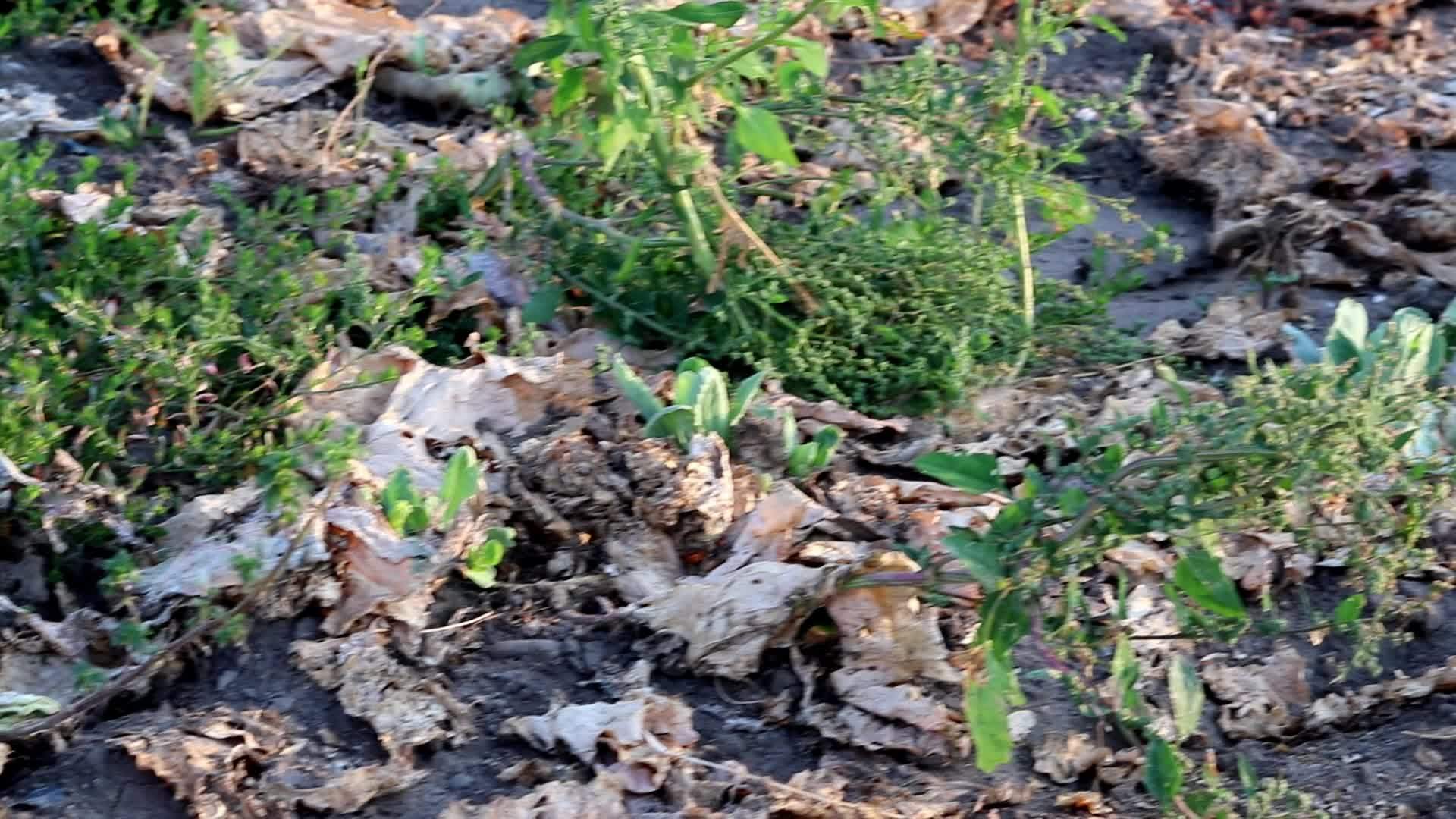 Wilting cabbage field caused by drought and extreme heat period with