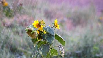 Intense irrigation of a dry sunflowers field in extreme drought and water shortage due to global warming in organic gardening irrigating dry plants with water shows climate change and hunger disasters video