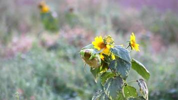 irrigation intense d'un champ de tournesols secs dans une sécheresse extrême et une pénurie d'eau due au réchauffement climatique dans le jardinage biologique irriguer des plantes sèches avec de l'eau montre le changement climatique et les catastrophes de la faim video